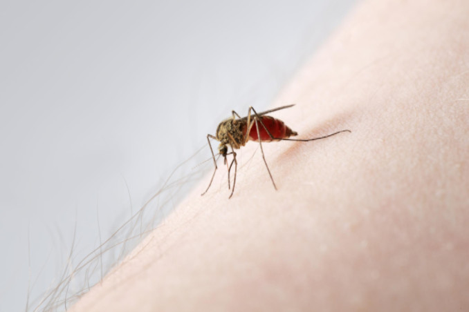 Mosquito biting an arm: Lorenzo & Lorenzo Community Blog